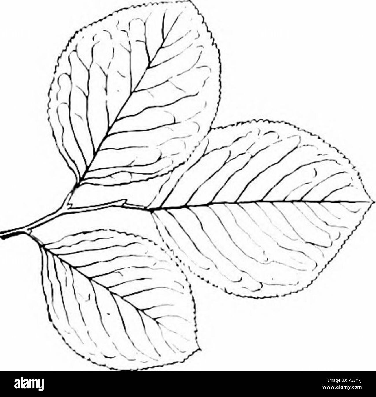 . Il nostro nord di arbusti e di come identificarli : un manuale per i veri amanti della natura . Arbusti. Prugna famiglia nel patto arbusto, raramente più di tre o quattro metri di altezza, nel suo periodo di fioritura e coperto con piccoli fiori bianchi che nella tarda estate sono seguiti da una profusione di bello, globulare, viola o scarlet frutto che viene raccolto in grandi quantità in alcuni punti sul litorale della Nuova Inghilterra e venduto nei mercati per la conservazione. " Come una pianta di giardino questo arbusto si copre i primi di maggio con innumerevoli piccoli fiori bianchi che wreathe i rami da estremità a estremità e hanno il merito di lastin Foto Stock