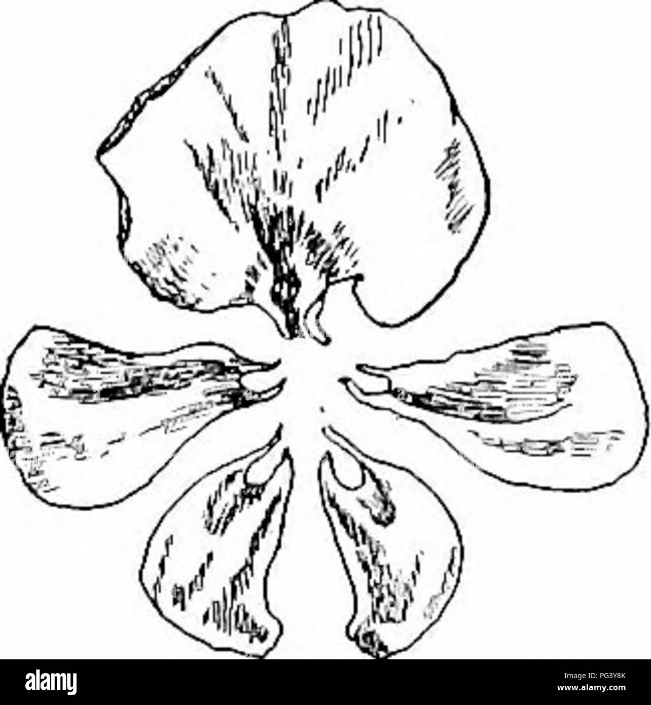 . Il nostro nord di arbusti e di come identificarli : un manuale per i veri amanti della natura . Arbusti. PAPILIONACE.E-famiglia di pisello fiore di pisello dolce. Il fiore di pisello può, con l aiuto di un po' di imagi- nazione, essere detto per assomigliare ad una farfalla; è sicuramente unica nella forma e in modo distintivo in char- acter che qualsiasi impianto recanti tale blos- som può contemporaneamente essere assegnato al suo giusto posto; quindi il nome latino della famiglia di pisello,-Papilionacece, le farfalle. I petali di questo singolare fioritura ao differiscono notevolmente nella forma e dimensione che essi hanno ricevuto nomi distintivi. Il più alto dei cinque è ver Foto Stock