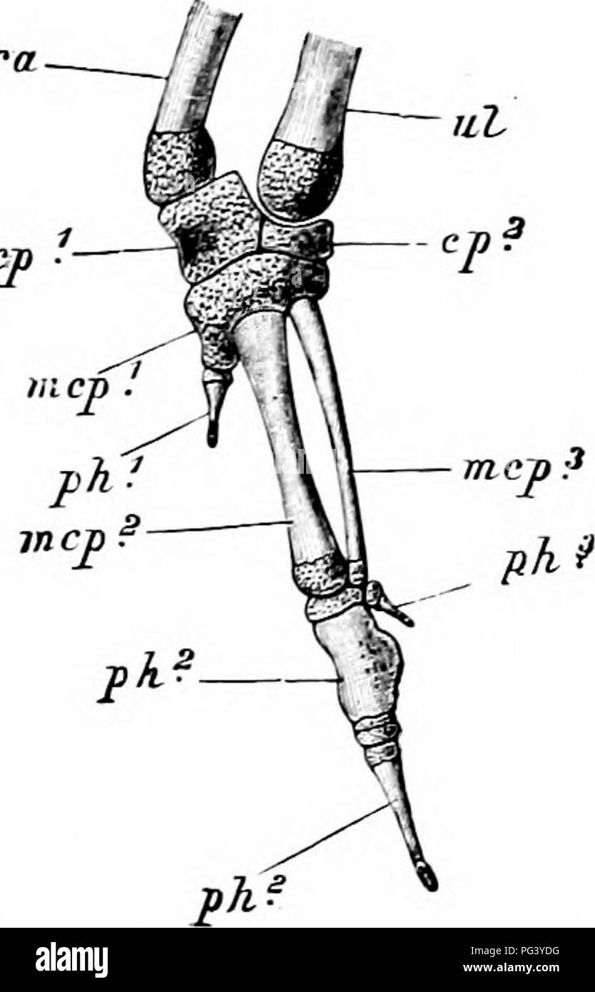 . Un manuale di zoologia. PHYLUM CHORDATA 469 all'indietro al di sopra le nervature, e comprende, con l'coracoid, un angolo acuto, il coraco-angolo dello Scapolare. La cavità glenoidea (gl. cv) è formata in uguale proporzione da due ossa ; in- interna ad esso la scapola è prodotta in un processo di acromion. Nella parte anteriore del coracoids è una sottile a forma di V osso, la furcula (FUR) o " merrythought", il cui vertice quasi raggiunge lo sterno, mentre ciascuna delle sue estremità è collegata mediante il legamento alla acromion e acro-coracoid i processi del corrispondente lato in modo tale che una grande aper- ture, t Foto Stock