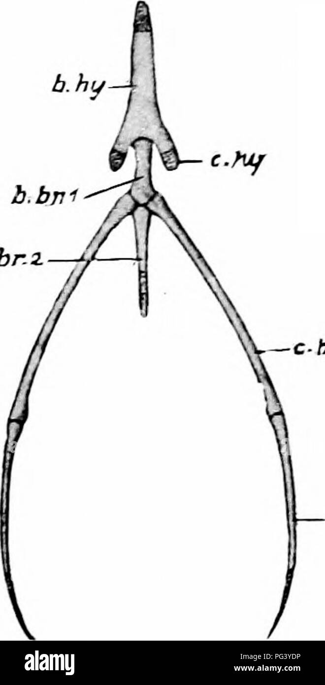 . Un manuale di zoologia. PHYLUM CHORDATA 467 b.bn-t mediante legamento; il suo bordo anteriore reca una coppia di scanalature profonde per l'articolazione della coracoids. Il cranio (Fig. 279) è distinto in una volta dal suo cervello arrotondati, immenso orbite e lungo becco appuntito. Il foramen magnum (/. m) guarda verso il basso così come all'indietro, in modo da essere visibili in una vista ventrale e sul suo margine anteriore è un singolo piccolo e rotondo, condilo occipitale (o. c). La maggior parte delle ossa, sia del cranio facciali e regioni, sono saldamente ankylosed nell'adulto, e può essere realizzato solo nel giovane bird. Il premaxillae Foto Stock