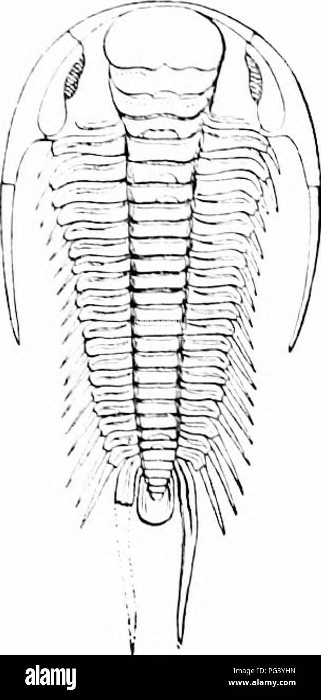 . Un manuale di zoologia. Zoologia. 3C>4 AKTIIROrODA abbondanti nel Silurian. Il corpo (Ug. ,:;In modo) consiste di Iiead e tronco, quest'ultimo segmentata. lu ^"oung i segmenti sono -erv pochi ma aumentano in numero i io-jo, secondo la specie) con l'età. Il luiider seg- menti frei|uenth' differiscono dal resto e formare un abdomeli o pvgiJi/nii. Pinna dorsale!}' l'animale è diided b- u'o groows in tliree lobi, marcatura off in testa un mi^Lil' flld anil due ,t,'<//ir.- in tronco rliijiliis e due plt:IIIC. Ow testa ci sono usuall)- una coppia di occhielli compoimd, ^^â¢lrich nel Foto Stock . Un manuale di zoologia. Zoologia. 3C>4 AKTIIROrODA abbondanti nel Silurian. Il corpo (Ug. ,:;In modo) consiste di Iiead e tronco, quest'ultimo segmentata. lu ^"oung i segmenti sono -erv pochi ma aumentano in numero i io-jo, secondo la specie) con l'età. Il luiider seg- menti frei|uenth' differiscono dal resto e formare un abdomeli o pvgiJi/nii. Pinna dorsale!}' l'animale è diided b- u'o groows in tliree lobi, marcatura off in testa un mi^Lil' flld anil due ,t,'<//ir.- in tronco rliijiliis e due plt:IIIC. Ow testa ci sono usuall)- una coppia di occhielli compoimd, ^^â¢lrich nel Foto Stock