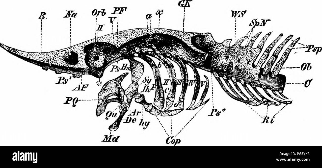 . Un manuale di zoologia. 400 MANUALE DI ZOOLOGIA nel storioni (Fig. 240) e i loro alleati il cranio è una massa indivisa di cartilagine con pochi isolati carti- lage ossa e coperta su dorsalmente dalla membrana le ossa. Nella maggior parte degli altri membri del gruppo è principalmente o interamente composto di numerosi cartilagine e ossa di membrana (Fig. 240). Entrambe le mascelle superiore ed inferiore sono delimitate da ossa di membrana (/. mx, mx, ammaccature). Le ganasce sono con- nesso con il cranio tramite l intermediazione di un hyomandib-. FlG. 240.- Cranio di storione, con la membrana ossa rimosso, un, faringo- brachiale; AF, antorb Foto Stock