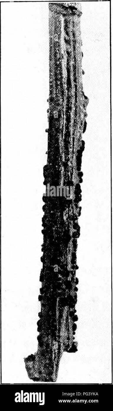 . Fungous malattie delle piante : con i capitoli sulla fisiologia, metodi di coltura e la tecnica . Funghi in agricoltura. 240 FUNGOUS malattie delle piante di queste Nectrias sono Nectria cinnabarina (Tode) Fr. e Nectria ditissima Tul. Entrambi questi funghi sembrano seguire altre lesioni, ma può, dopo avere guadagnato un punto di appoggio, si è diffusa rapidamente da pianta a pianta e di essere della natura di una epidemia. La distribuzione. Nectria cinnabarina è molto comunemente distribuite su tutto il territorio regioni temperate, almeno, e può essere trovato crescente su una grande varietà di host. Essa è stata de- tracciato come la probabile causa di un Foto Stock
