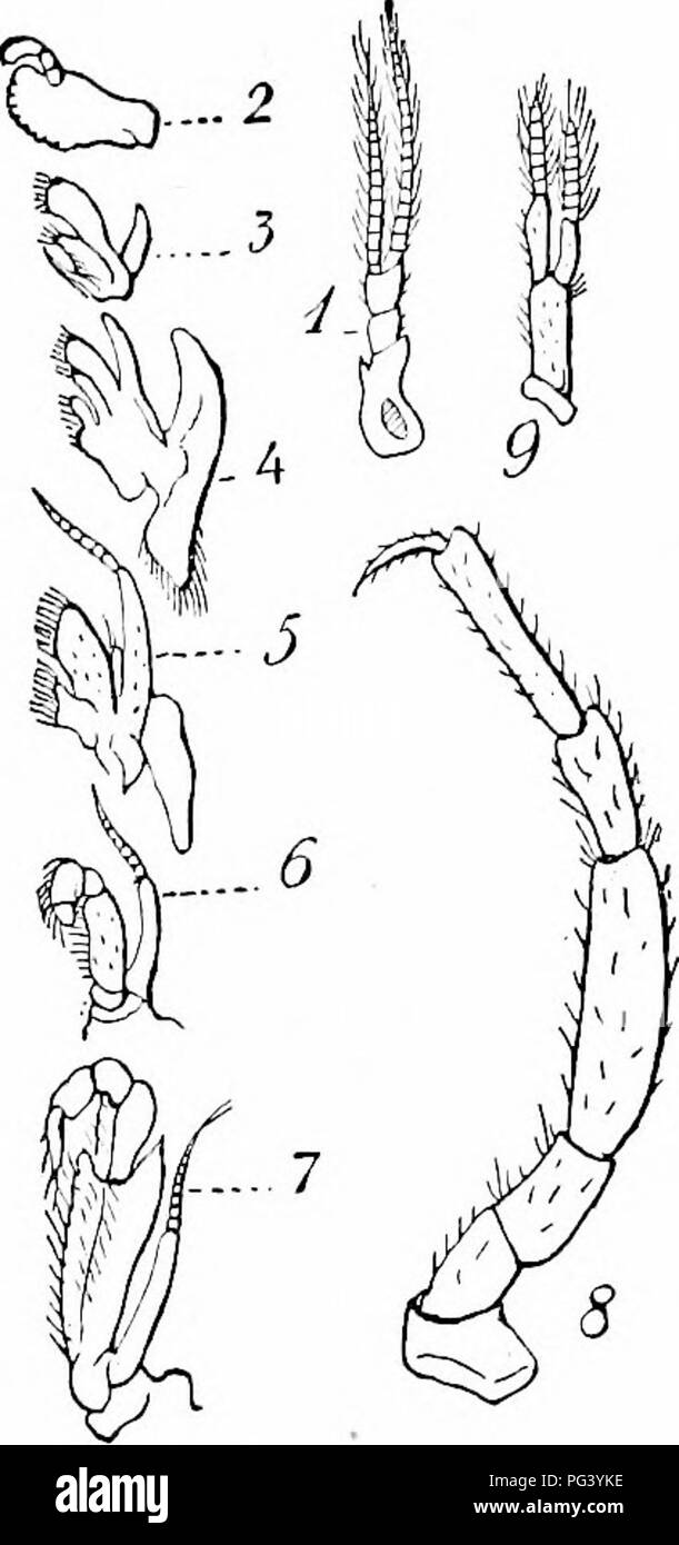 . Un manuale di zoologia. Zoologia. ARTHROPODA 353 sono innervati dalla catena ventrale. Nella loro forma allungata le antenne non sono unHke gambe, ma manca loro il terminale di griffe. La forma delle ganasce è radicalmente modificati. Uno o due giunti basale servono per la comminuzione di cibo, e queste parti sono forti e sono coperti, specialmente sul lato mediale con un disco, toorhed chitina (figg. 369, 2 ; 374, ///, V). Gli altri giunti possono scomparire completamente o possono formare un più o meno gamba-come appendice palpus. Poiché diverse appendici possono essere modificati in ganasce, i primi sono chiamati mandi- ble, n Foto Stock