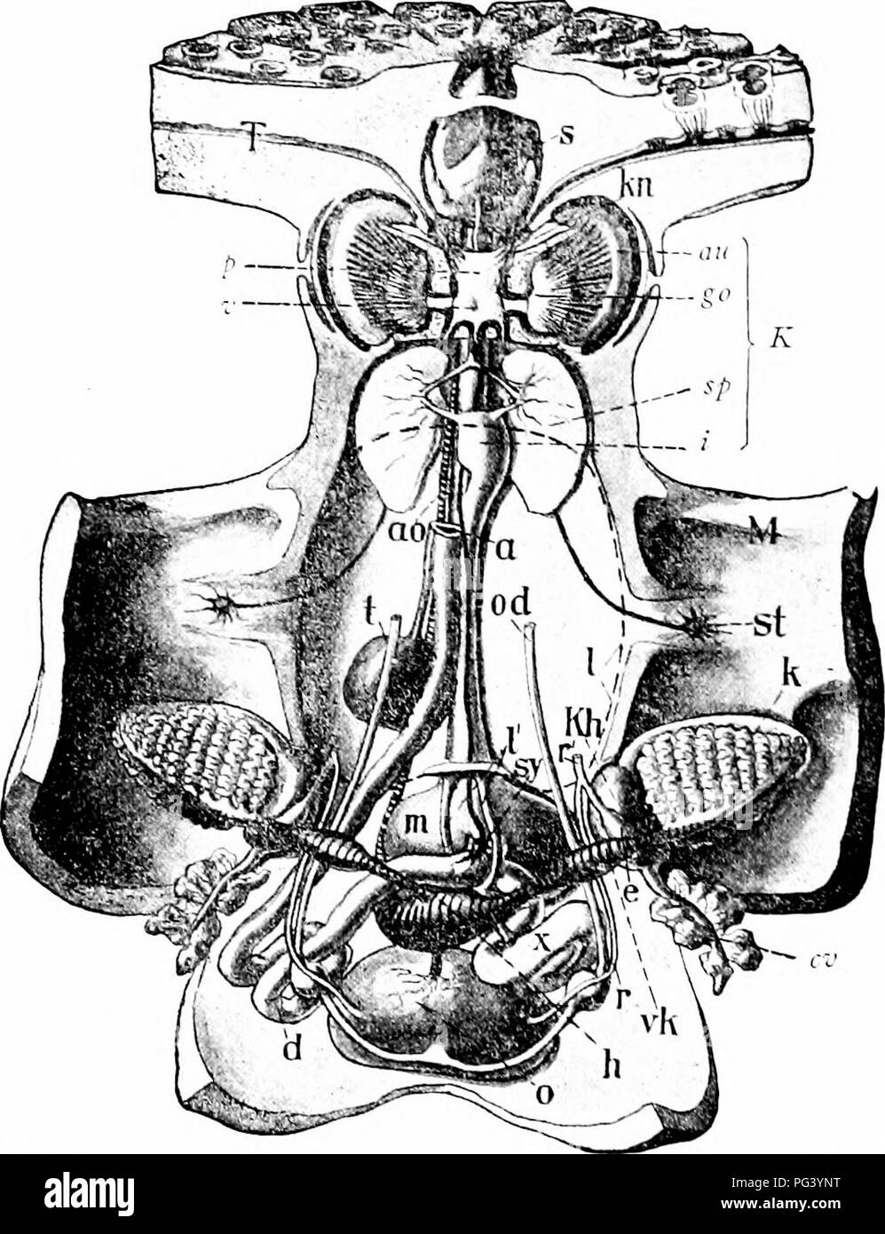 . Un manuale di zoologia. Zoologia. 342 MOLLUSCA la sua secrezione costituisce la base del ben noto colore, seppia. Xaiililus e alcuni Octopoda ha-e inchiostro non sac. lust beliind la massa luiccal sono strettamente uniti chief nei gangli del sistema nervoso (lig. 357) che circonda tlie cvsophagus. Un unico. Fig. 356.-Anatomia di Oclof&GT;iis vulgaris. T. base di tentacoli; K, testa; .1/, mantello spUt venlrally, apertura sacco viscerale; fegato ami ncphridia rimosso, vena cava"- vith appendici ripiegate; n, ano; ao, aorla; i;", occhio; a.', vena cava con appendice ncphridial; d, intestino; <", pericardica s Foto Stock
