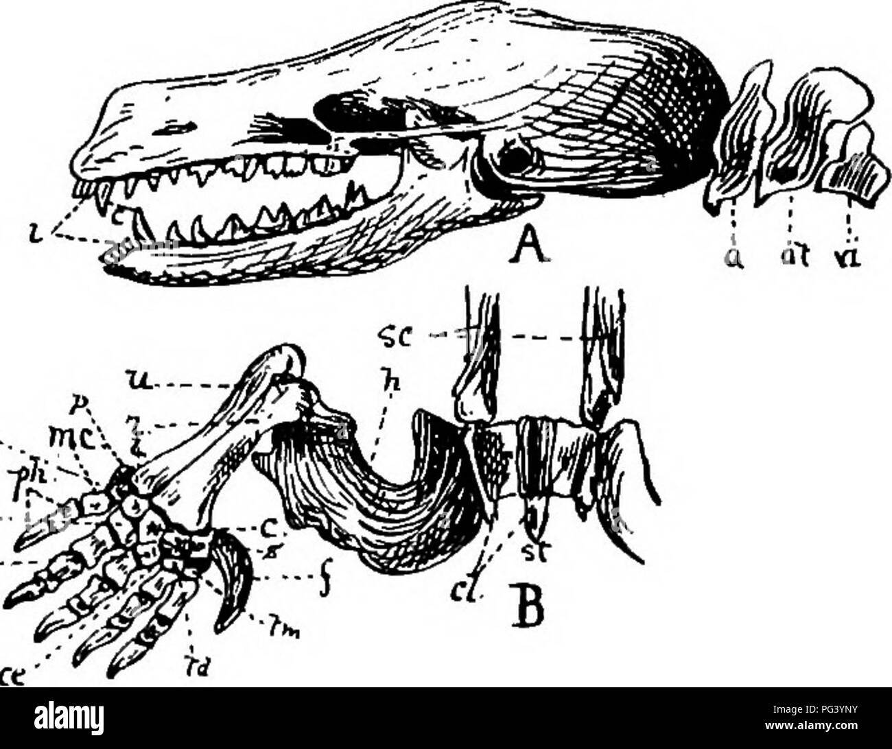 . Un libro di testo di zoologia agricoli. Zoologia, economico. 474 MAMMALIA. Non vi è più di due pollici di humus su chalk, e dove moli sono abbondanti. Il nido viene posto sotto un mucchio di terra e consiste in un grande spazio rotondo foderato con vege- tabella importa ; questo spazio centrale è circondata da altre piccole camere e corridoi. Prom il nido ci corre un tunnel per il luogo in cui gli insetti, come wireworm, abbondano ; le pareti di questo tunnel sono ferme e compressa. Le catene di mole-colline e i cunicoli sotterranei caduto in sono alcune indicazioni della mole tassa Foto Stock