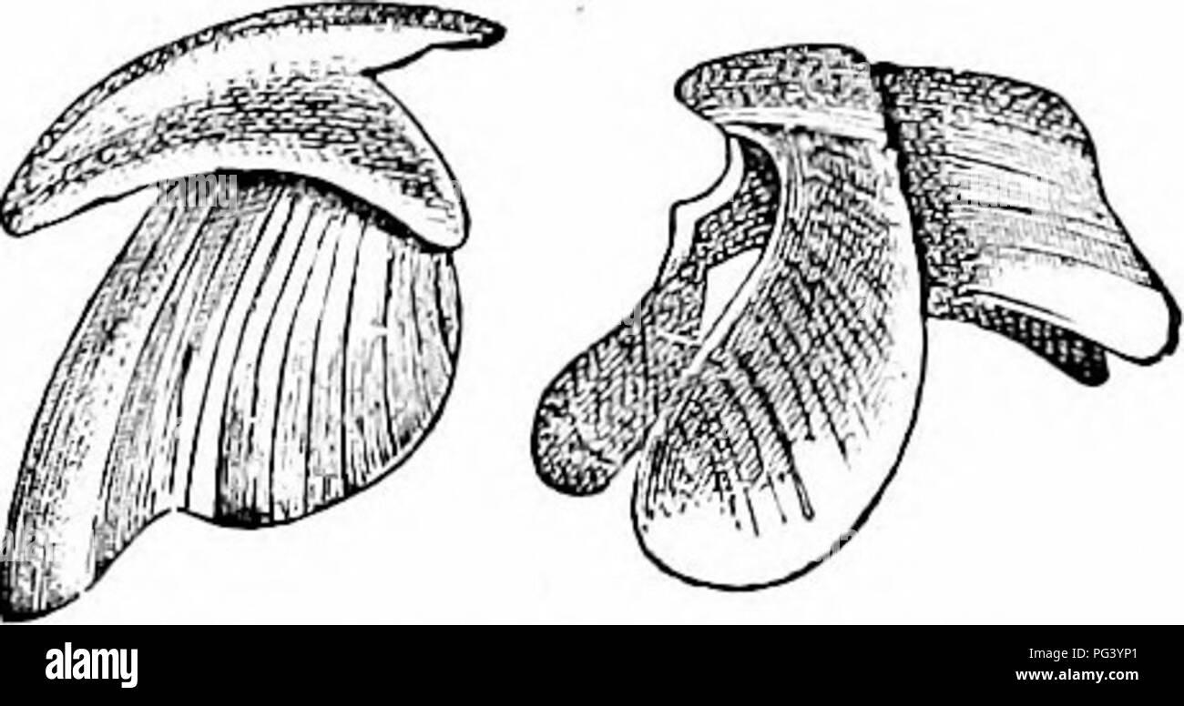 . Un manuale di zoologia. Zoologia. V. CEFALOPODI 341 chambered gusci; ma in altre forme di recente e nell'uomo)"specie estinte il guscio è più o meno rudimentali. In Spirilla (gli animali di cui sono estremamente rari, morti gusci comune) c'è una simile chambered shell, sepolta nel mantello (fig. 363). La sua posizione {entogastric) è inverso a quello del nautilus. In Dccapoda l equivalente del guscio è completamente nascosto nel retro dell'am'mal. In Sepias è un lamellare struttura calcarea, il â vell noto cuttle osso; nel Loliginid;e forma un 'Penne' di puro org Foto Stock