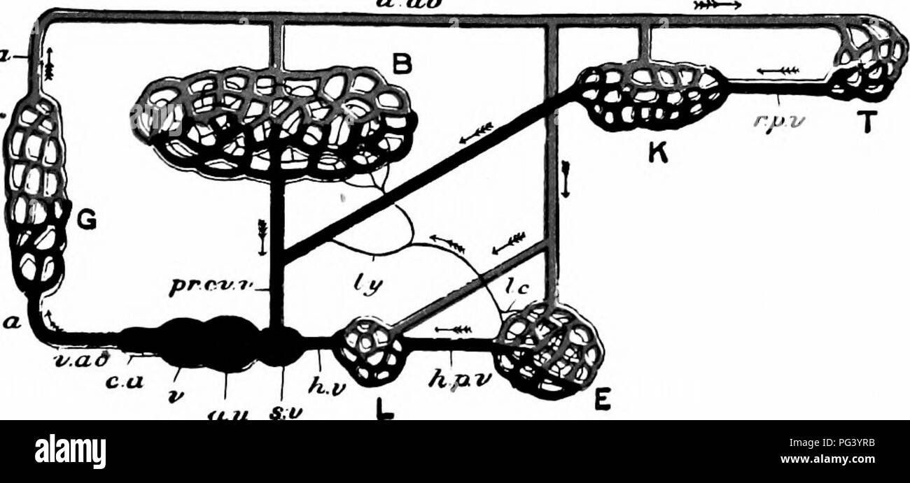 . Un manuale di zoologia. PHYLUM CHORDATA 351 in lucertola il cuore e la circolazione sono un po' più complicate rispetto a gattuccio. Vi è un seno venoso come prima. Il padiglione è completamente diviso in due camere di destra e di sinistra, da una partizione. Nel padiglione auricolare destro il seno venoso aziona il sangue venoso dal grande vene; in sinistra aprire le vene polmonari, portare- ing il sangue ossigenato dai polmoni. Entrambi i padiglioni auricolari aperti nel ventricolo, la cui cavità è parzialmente divisa da un setto. Dal ventricolo vengono emesse le principali arterie {arterie sistemiche) w Foto Stock