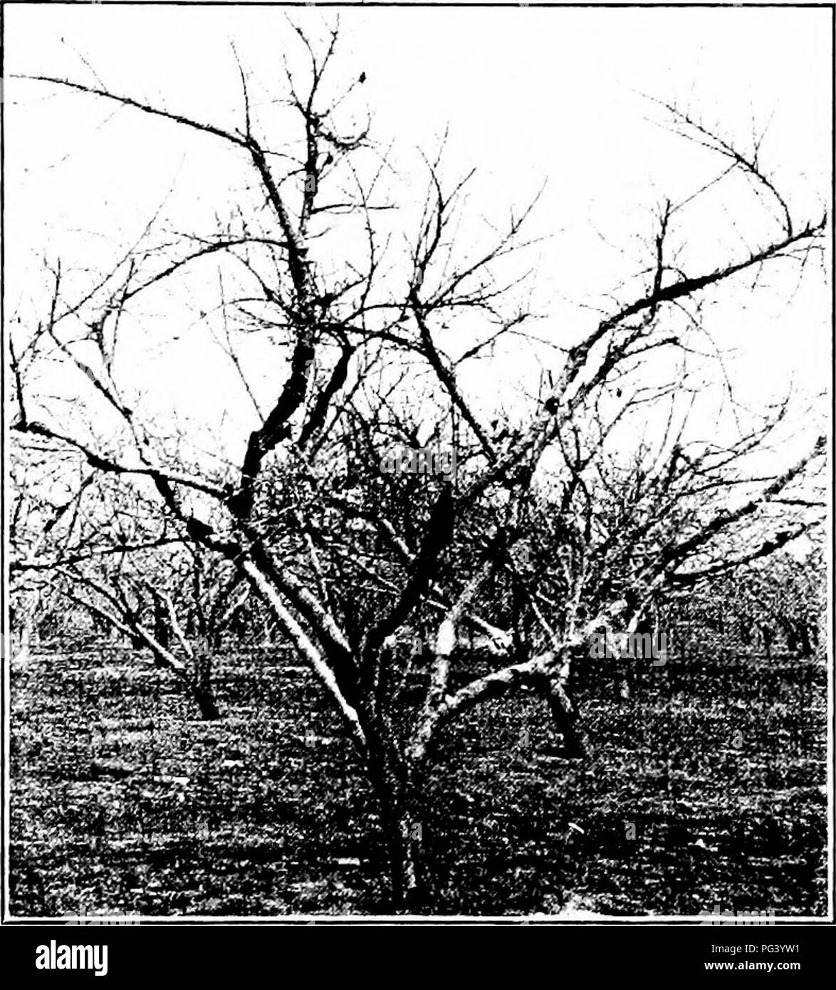 Questo manuale affronta varie malattie della frutta, tra cui marciume bruno e mestruazioni, e fornisce metodi per la prevenzione e il controllo. Descrive in dettaglio i sintomi e gli impatti di queste malattie sugli alberi da frutto e sulle colture. Foto Stock
