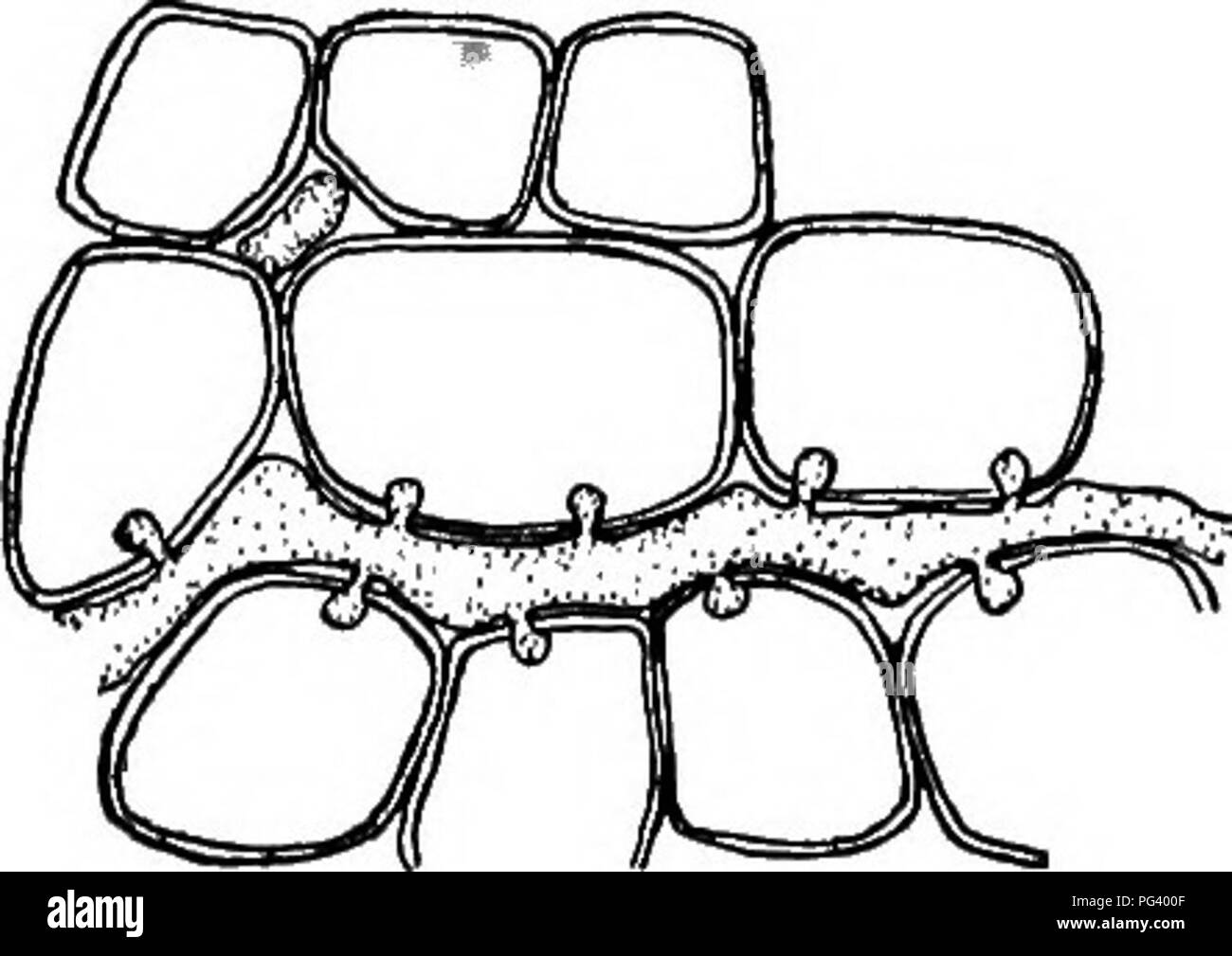 Questa immagine discute le malattie fungine nelle piante, concentrandosi sull'impatto di funghi come Phycomycetes. Spiega come queste malattie colpiscono le piante, in particolare le bacche, e include metodi per la diagnosi, la prevenzione e il controllo in contesti agricoli. Foto Stock
