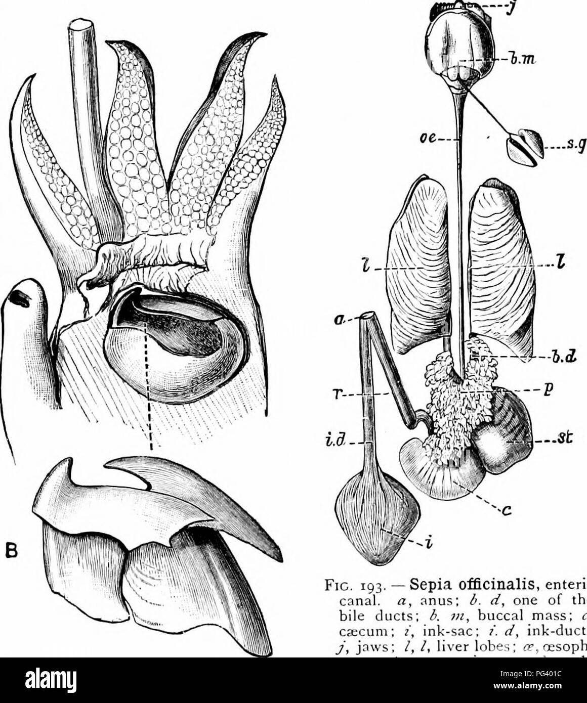 Questa immagine presenta un diagramma tratto da un manuale di zoologia, che descrive in dettaglio la struttura anatomica dei molluschi, concentrandosi in particolare sulle seppie (Sepia officinalis). Evidenzia la complessa disposizione degli occhi, delle mascelle, dell'apparato digerente, del sacco a inchiostro e di altri organi interni. Si tratta di un riferimento fondamentale per la comprensione della biologia dei molluschi, che illustra le caratteristiche interne ed esterne della specie. Foto Stock