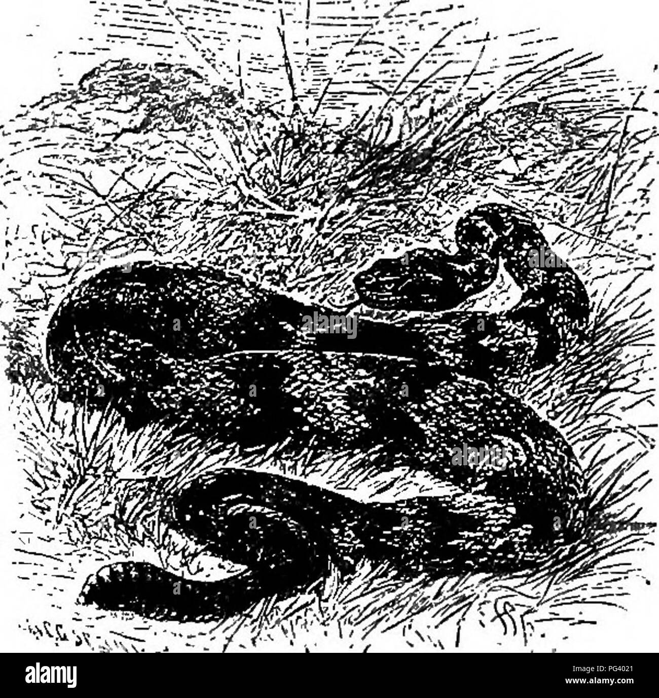 . Elementare, biologia animale e umano. Biologia. Fig. 134. - Lizard del sud-ovest (comunemente noto come "cornuto rospo"). dichiarazioni riportate sopra relative la tartaruga, e dovrebbe quindi scrivere un conto delle sue osservazioni nel suo notebook; o un disegno marcato copriranno la maggior parte del terreno. L'allievo dovrebbe anche ob- servire e descrivere nel suo notebook i metodi mediante i quali la tartaruga feed, esplorare, nuota e protegge la sua testa, gambe e taU. 142. Parenti della tartaruga. - Animali legati alla tartaruga sono le lucertole (Fig. 134), alligatori e coccodrilli, serpenti e (Fig. 135), Foto Stock