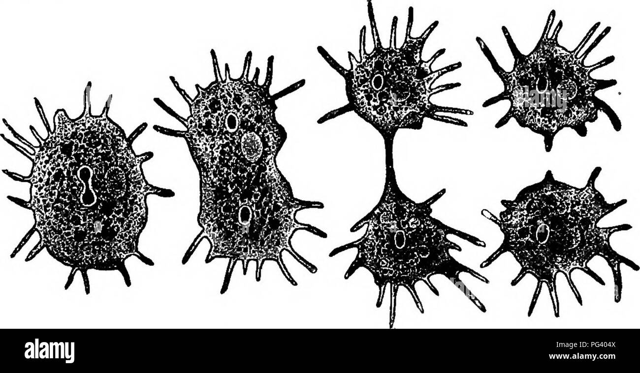 . Elementare, biologia animale e umano. Biologia. 172 Biologia animale esso fluisce lentamente circa l'uno-celled vegetale o animale e infine ingulfs. I processi di digestione, l'assimilazione, respirazione, escrezione e riproduzione (Fig. 121) sono molto stesso in ameba come in paramecio. Entrambi questi animali appartengono a un gruppo di animali è noto come i protozoi (Greco protos = primo o più semplice + zoon = animale).. Fig. 121. - Un ameba dividendo. 127. Per mostrare che il animali superiori sono costituiti da molte cellule. - Laboratorio di studio. Le rane sono continuamente spargimento di parti di loro epidermide, e pezzi di questo Foto Stock