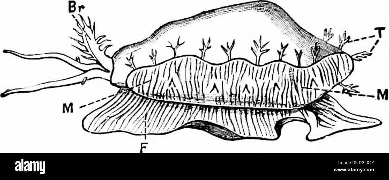 . Un manuale di zoologia. 290 MANUALE DI ZOOLOGIA il piede varia in misura del suo sviluppo in diverse famiglie di classe. Si presenta di solito una forma allungata, piatto, superficie ventrale sul quale l'animale si muove lentamente. Fig. 176. - Cypraea moneta (Cowrie). Mostra il mantello, dotato di tentacoli marginali, avvolgente parzialmente il guscio. Br, branchia; M, M, mantello; F, piede; T, i tentacoli in corrispondenza del bordo del mantello. (Da Cooke, dopo Quoy e Gaimard.) da onda-come le contrazioni del tessuto muscolare. Nella tipica gasteropodi il piede di solito è distinguibile in tre parti, una parte mediana o Foto Stock