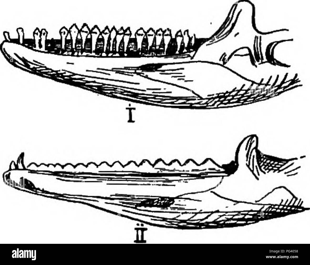 Questo testo fornisce una panoramica completa della zoologia agricola, concentrandosi sulle caratteristiche fisiologiche e anatomiche dei rettili, compresi i denti e le ghiandole velenose. Sottolinea inoltre il ruolo dei rettili nel controllo degli organismi nocivi agricoli. Foto Stock