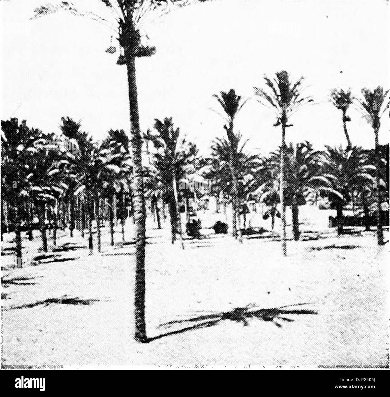 . Botanica agricola per gli studenti . La botanica. Famiglia Palm 497 nel sud degli Stati Uniti, West Indies, Hawaii e Java per lo zucchero e il melasso, vi sono i prati e i pascoli di graminacee che sono molto importanti per l'uomo. Le erbe più preziosi per il fieno sono Timoteo e agrostide bianca, mentre il Kentucky blue grass, Gramigna, Brome erba, festuca dei prati e il loglio sono alcune delle erbe utili per il pascolo. Un gran numero di erbe infestanti sono, di cui la sabbia Bur, Foxtails, Scacchi, avena selvatica, Quack erba, e la zizzania sono alcuni dei peggiori. Nel sud degli Stati Uniti l'erba di Johnson, sebbene usef Foto Stock