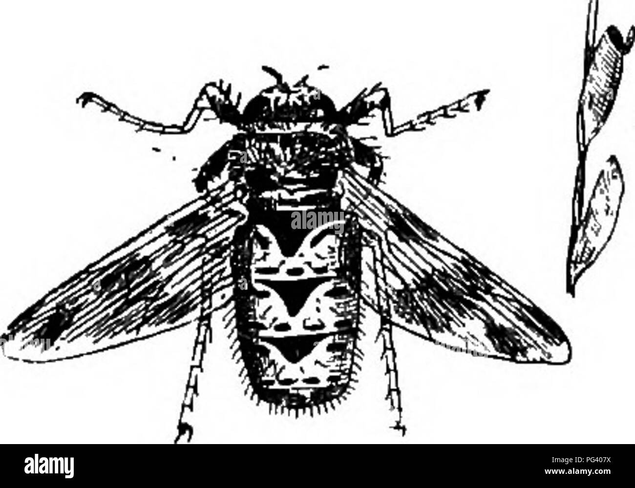 . Un libro di testo di zoologia agricoli. Zoologia, economico. 214 DIPTEEA OE TEUE mosche. (Gomurus cerebralis) dalla copiosa di scarico delle mucose dalle narici, e l'assenza di tale movimento rotatorio visto in ovini affetti da robusti. La prevenzione e il trattamento sono costituiti da scongiurare il ily attacco da o disponendo una qualche sostanza sulla pecora Naso ogni ora e poi, come un forte odore di oli, rimuoverle per un anno dai pascoli che sono noti per essere contaminato con il puparia, e mettendo il sale in scatole con fondo in asfalto, di modo che le pecore di ottenere il creosoto sulla loro naso mentre leccare il sale Foto Stock