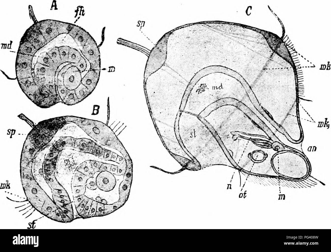 . Un manuale di zoologia. PHYLUM ANNULATA â 99 possiedono branchiaz, organi che sono assenti in quanto tali in Nereis, sotto forma di semplici o ramificati processi vascolari ar- variava a coppie sul lato dorsale del parapodia, attraverso- fuori tutta o una parte della lunghezza del corpo, o (Fig. 113) confinata alla testa-end. Tutti tali vermi marini appartengono al sotto-classe Polyehseta del Chsetopoda. Anche se molti di loro si muovono liberamente come Nereis, altri vivono permanentemente in tubi di una membranosa o shelly mate-. FlG. 114.âA, B, C, tre fasi nello sviluppo del Trochosphere di Eupomatus, da t Foto Stock