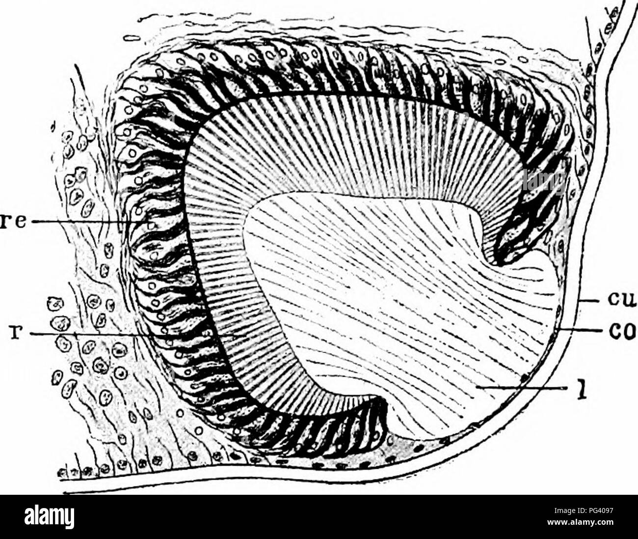 . Un manuale di zoologia. 196 MANUALE DI ZOOLOGIA (Fig. a) consiste di un oscuramente pigmentato in coppa, la retina {re), con una piccola apertura arrotondati, la pupilla e che racchiude una massa di materia gelatinosa, lente (/). Fig. III. - Sezione attraverso un occhio di Nereis, co, cornea; cu, cuticola; /, lente; r, lo strato di barre; ri, la retina. (Dopo Andrews.) Gli organi che sono chiamati a svolgere la funzione di escrezione sono una serie di metamerically disposte coppie di internamente ciliate tubi la organi segmentale o nephridia (Figg. 109 e n., nepli) che si verificano in tutti i segmenti del corpo. Ognuno di questi ha un Foto Stock