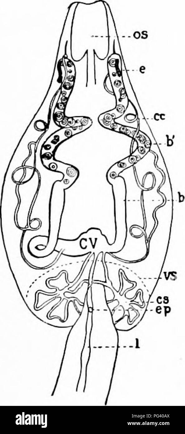 . Un manuale di zoologia. Zoologia. Fig. 212.-sezione trasversale (rit;ht) metà di un Planarian. d, vitellaria; dv, dorso-ventrale di fibre muscolari; e, ectodermiche epitelio con ciglia; g, diverticoli gastrico; h, follicoli testicolari; Im, muscoli longitudinale (punti, nella sezione); n, nervo laterale cavo. sistema ha varie forme; in basso i gruppi è simile a quella dell'ccelenterates in che ci è ma una singola apertura e questo conduce da un ectodermiche esofago (stomodaeum) per l'interno (fig. 59). In parassiti del tratto digerente possono essere perse. La pelle è un epitelio stratificato, talvolta cili- Foto Stock
