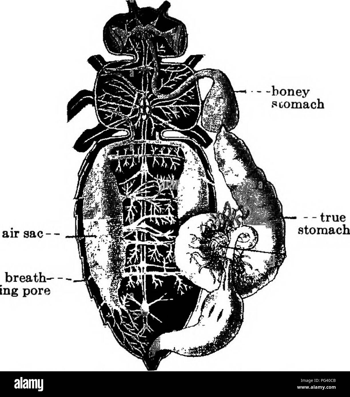 . Elementare, biologia animale e umano. Biologia. Insetti 39 pronto mangiato troppo se stessi con il miele e si stima che da sette a quindici libbre di miele sono necessari per produrre una libbra di cera. Come i piccoli piatti di cera sono formati essi sono bloccati da un' ape e portato con le sue mandibole o sotto la sua " mento " al pettine in cui l'edificio è in corso. Qui la cera viene premuto contro una delle pareti. 30. Il miele. - Mentre studiava fiori abbiamo appreso che sono in grado di secernere una dolce liquido noto come Nectar. È questo che i lavoratori utilizzano per la produzione di miele. La bee inserti in Foto Stock