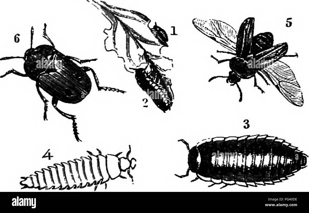 . Un libro di testo di zoologia agricoli. Zoologia, economico. COLEOPTEEA OE coleotteri. 147 La barbabietola Carkion-bbetle (Silpha opaca). Questo beetle è diventato un regolare mangold pest. Originariamente era un solo scavenger, si nutrono di carcasse di animali morti di uccelli e di mammiferi come esse giacciono a terra; ma le sue larve si nutrono al di sopra del fogliame della wurzel, e così hanno fatto almeno dal 1844, quando Curtis riporta un attacco di questo maggiolino, dal momento che i numerosi attacchi sono stati segnalati. Vi sono due specie che fare il male-S. opaca e S. atrata ; l'ex è molto distruttive della barbabietole da zucchero in Francia. La barbabietola Foto Stock