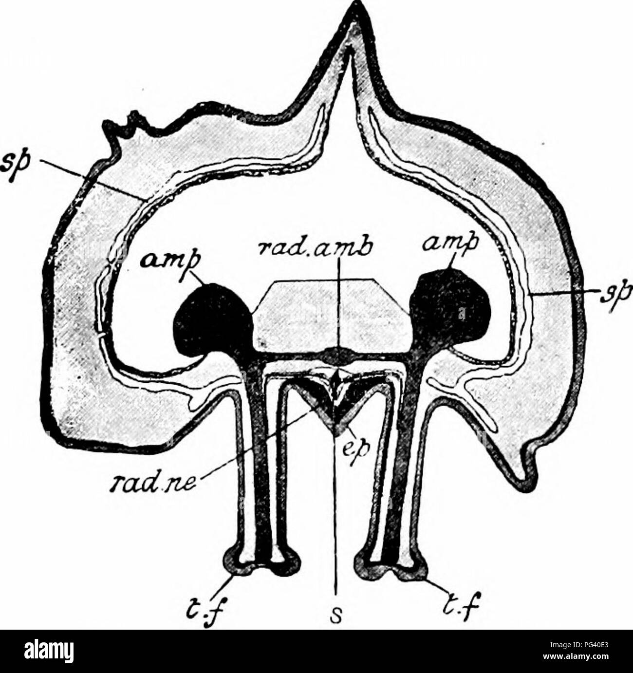 . Un manuale di zoologia. PHYLUM ECHINODERMATA 161 l'arcata dorsale è supportata da un numero di irregolari ossicoli. Parte a forma di V della parte ventrale del corpo-parete - ossia le pareti della scanalatura ambulacral - è supportato da due righe di allungata ossicoli, il ambulacral ossicoli (Fig. 88, Amb. os), che riunisce insieme all'apice o vertice della scanalatura come le travi di supporto del tetto di una casa, ma con una articolazione mobile consentendo di. Fig. 87. -Stelle Marine. Una sezione verticale attraverso un braccio. amp, ampolla; ; ep. epider mis- ; rad. amb, nave radiale del sistema ambulacral; s punti al septu Foto Stock