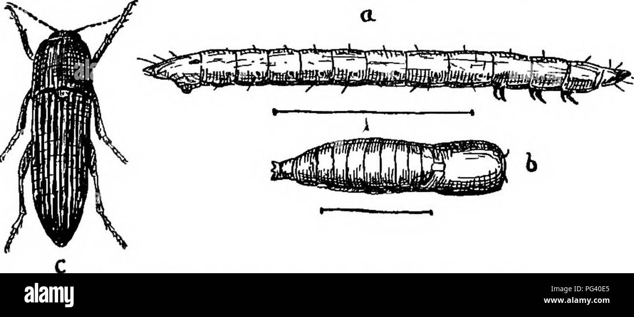 . Un libro di testo di zoologia agricoli. Zoologia, economico. COLEOPTEEA o coleotteri. 143 La vita di storia della Fare clic-coleotteri è approssimativamente come segue. I coleotteri adulti compaiono da aprile a ottobre, ma la maggior parte sono notato nel giugno : essi possono essere trovati si stabilirono in basso su erba, o preso in abbondanza da spazzare una rete di trifoglio. Essi depongono le loro uova vicino a terra laddove vi è abbondanza di riparo, come ad esempio alla base di trifoglio, erba, ed erbacce. Le uova presto dare origine a giovani wireworm, che vengono dapprima bianco, ma che gradualmente diventa brillante yeUowish-marrone, o anche scuro-marrone, ho Foto Stock