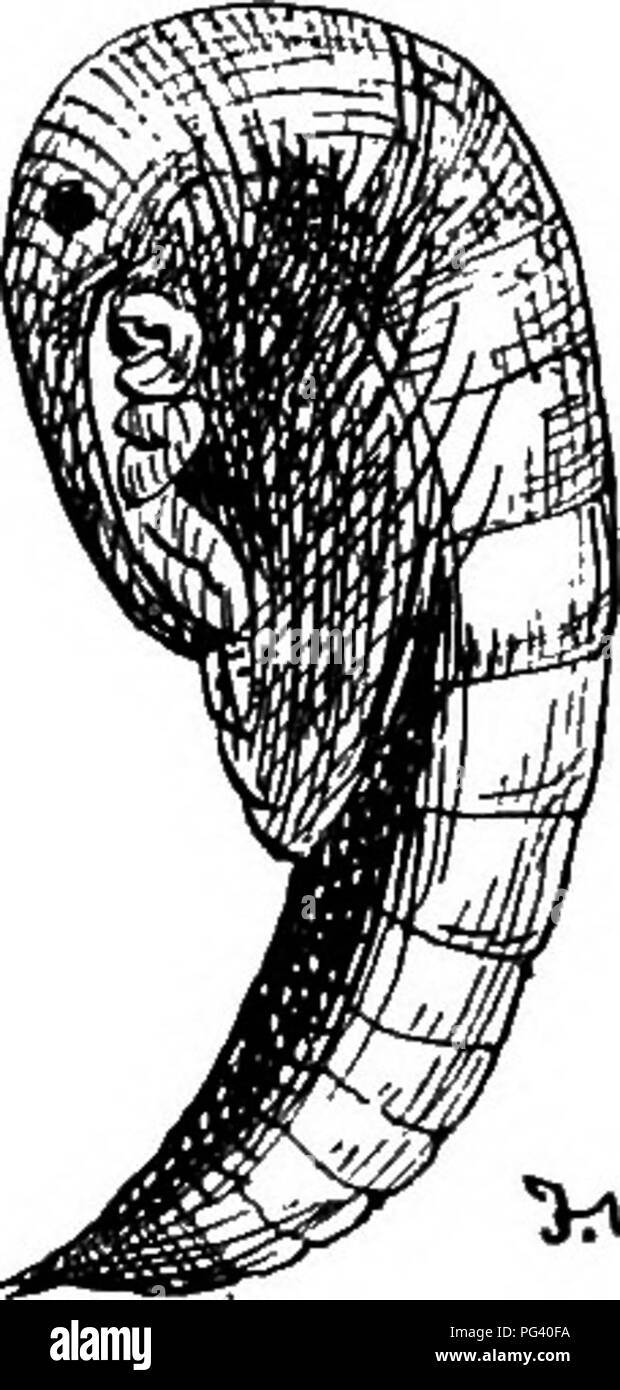 . Un libro di testo di zoologia agricoli. Zoologia, economico. ^^•3 i n nr Fig. 57.-Apple-Blossom curculione (Antlwnomvs pomorum), ij Larva; ii, adulto; iii, pupa. blossom-boccioli iniziano ad espandersi. La femmina fori poi un foro in espansione bud per mezzo della sua spatulate rostro, che presenta una coppia di spigoli taglienti di mordere mandibole in corrispondenza della punta e poi de- pone un uovo nel foro ha formato i. Il verme nati da questa cellula uovo rimane alimentando il fiore che non aprire {fig. 58, ii), e che presto diventa marrone e appassiti, e ^J,^ prontamente scuote il e cade a terra. Pupation prendere Foto Stock