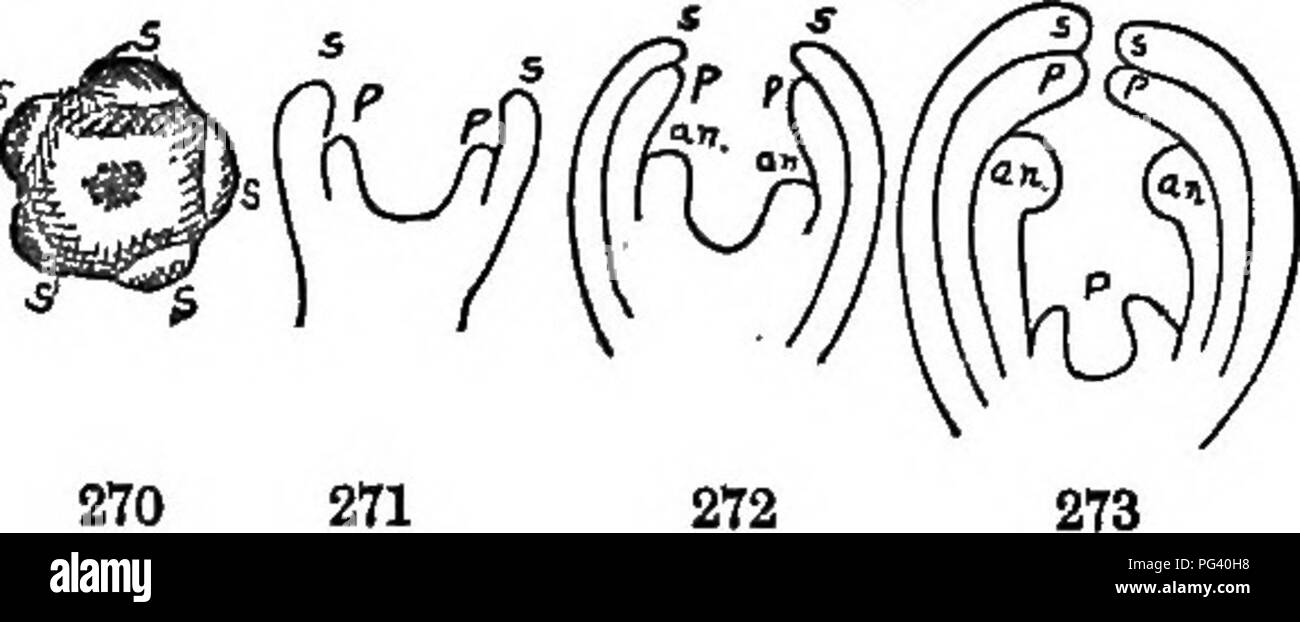 . Gli elementi di botanica abbracciando organography, istologia, fisiologia vegetale, botanica sistematica e botanica economica ... insieme con un glossario completo dei termini di botanica. La botanica. 269) sono gli stami (Fig. 269, sta), che producono (nelle antere) i grani di polline, quest'ultima omologa con le microspore; e pistilli (Fig. 269, P), in cui (ovaio) il ovoli sono prodotti che contengono l'embrione-sac corret- sponding al macrospores della precedente divisione. Enclos- ing e proteggere questi crescono spesso organi speciali (leggermente modificato le foglie), chiamato cade ; oppure quando Foto Stock