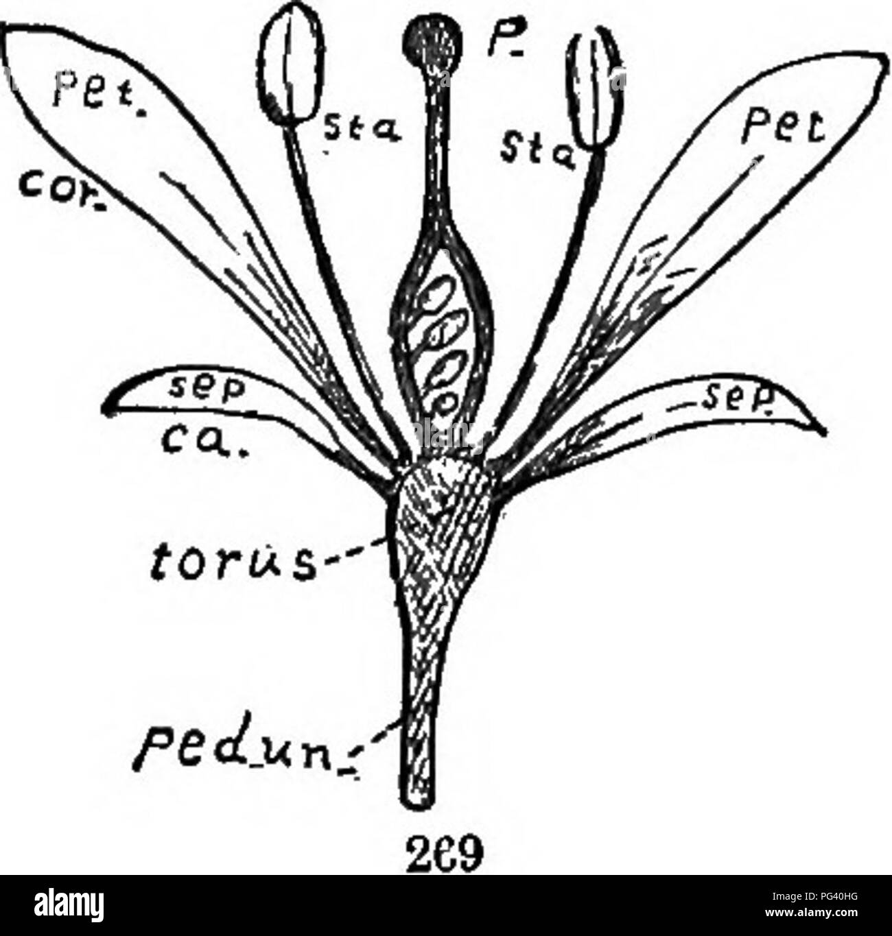 . Gli elementi di botanica abbracciando organography, istologia, fisiologia vegetale, botanica sistematica e botanica economica ... insieme con un glossario completo dei termini di botanica. La botanica. 158 Botanica sistematica.. 269) sono gli stami (Fig. 269, sta), che producono (nelle antere) i grani di polline, quest'ultima omologa con le microspore; e pistilli (Fig. 269, P), in cui (ovaio) il ovoli sono prodotti che contengono l'embrione-sac corret- sponding al macrospores della precedente divisione. Enclos- ing e proteggere questi crescono spesso organi speciali (leggermente modificato le foglie), chiamato Foto Stock