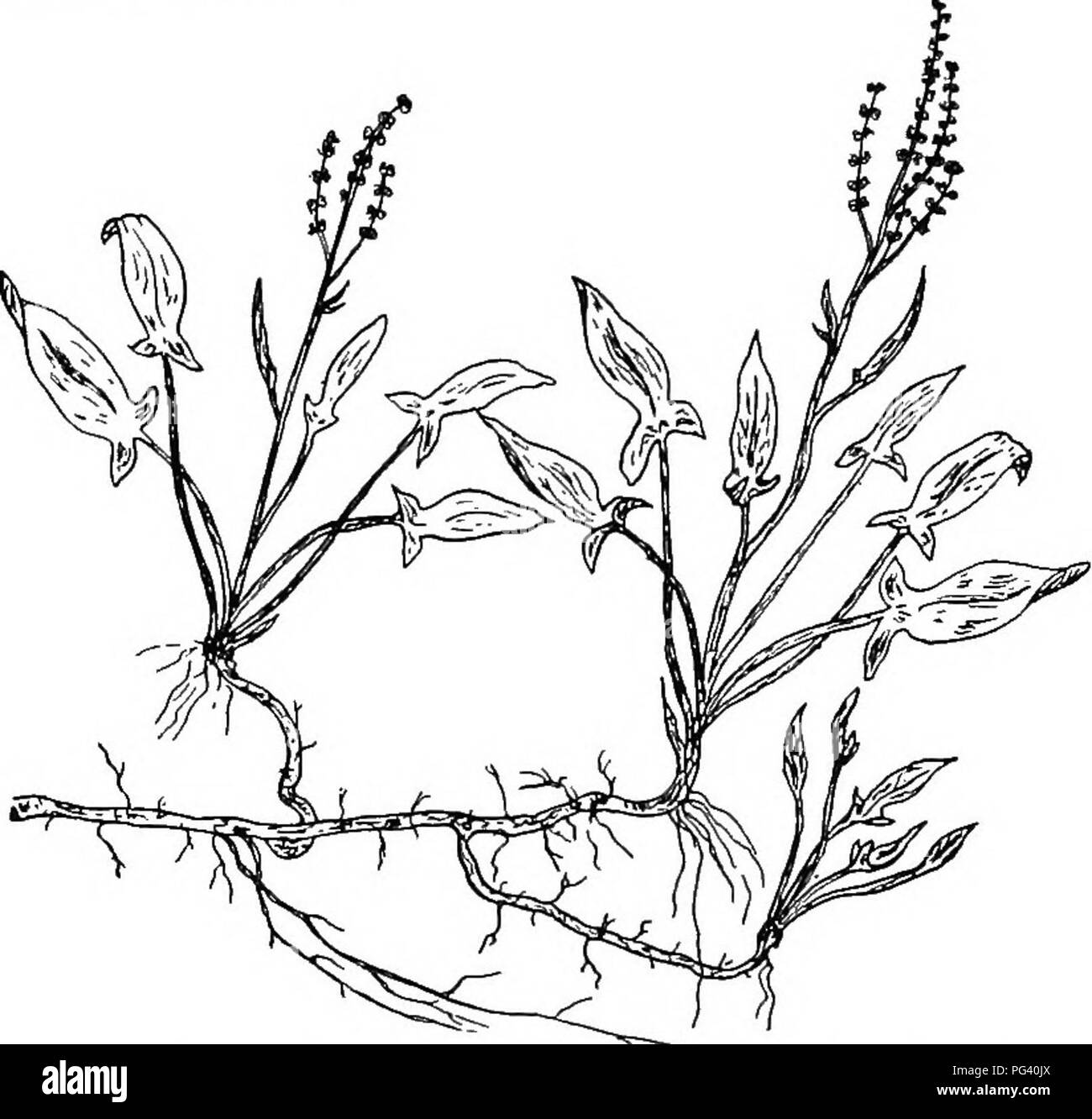 . Botanica agricola per gli studenti . La botanica. Fig. 422. - Un Smartweed (.Polygonum Muhlenbergii), uno dei problemi delle erbacce, mostrando i nodi con guaina e picchi di terminale di fiori (X 5), e che mostra anche un fiore e un frutto molto ingrandita. Questa pianta ha bott metropolitana e steli di antenna. Fig. 423.-Campo o pecore Sorrel {Rumex Aceloselld), che mostra la metropolitana e steli di antenna, l'alabarda a forma di foglie, e picchi di terminale di fiori. X-j. Si prega di notare che queste immagini vengono estratte dalla pagina sottoposta a scansione di immagini che possono essere state migliorate digitalmente per la leggibilità - colorazione e appe Foto Stock