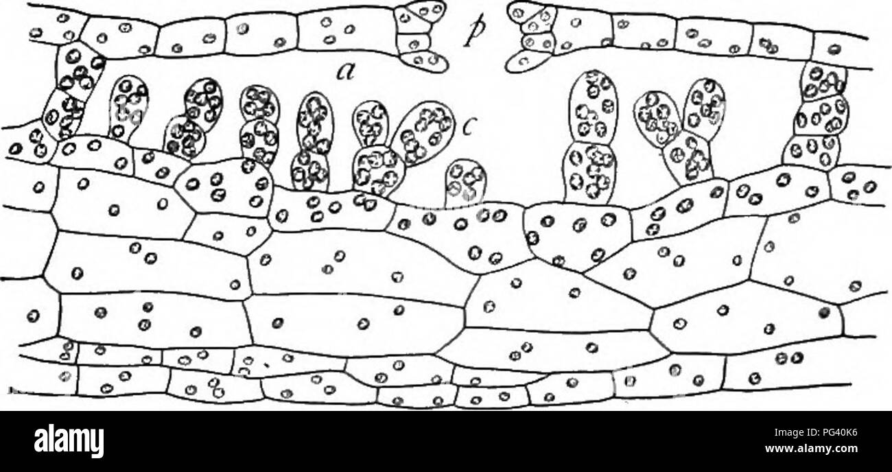 . La vita delle piante e impianto utilizza; un elementare textbook, una fondazione per lo studio dell'agricoltura, scienze domestiche o collegio botanica. Botanica. gli antenati da cui essi sorsero. Tali forme iniziò la conquista della terra da piante e da tali forme sono trovati per giorno tra le epatiche. Tali forme sono detti essere anfibia, il che significa che essi sono in grado di vivere sia in acqua e sulla terra. Il corpo del semplice epatiche è una sorta di piastra di cellule aventi determinate out- crescite al di sotto. (Vedere la figura 193.) Il fegato più comuni- mosto, tuttavia, come si trova sulle rocce umide a shady pl Foto Stock