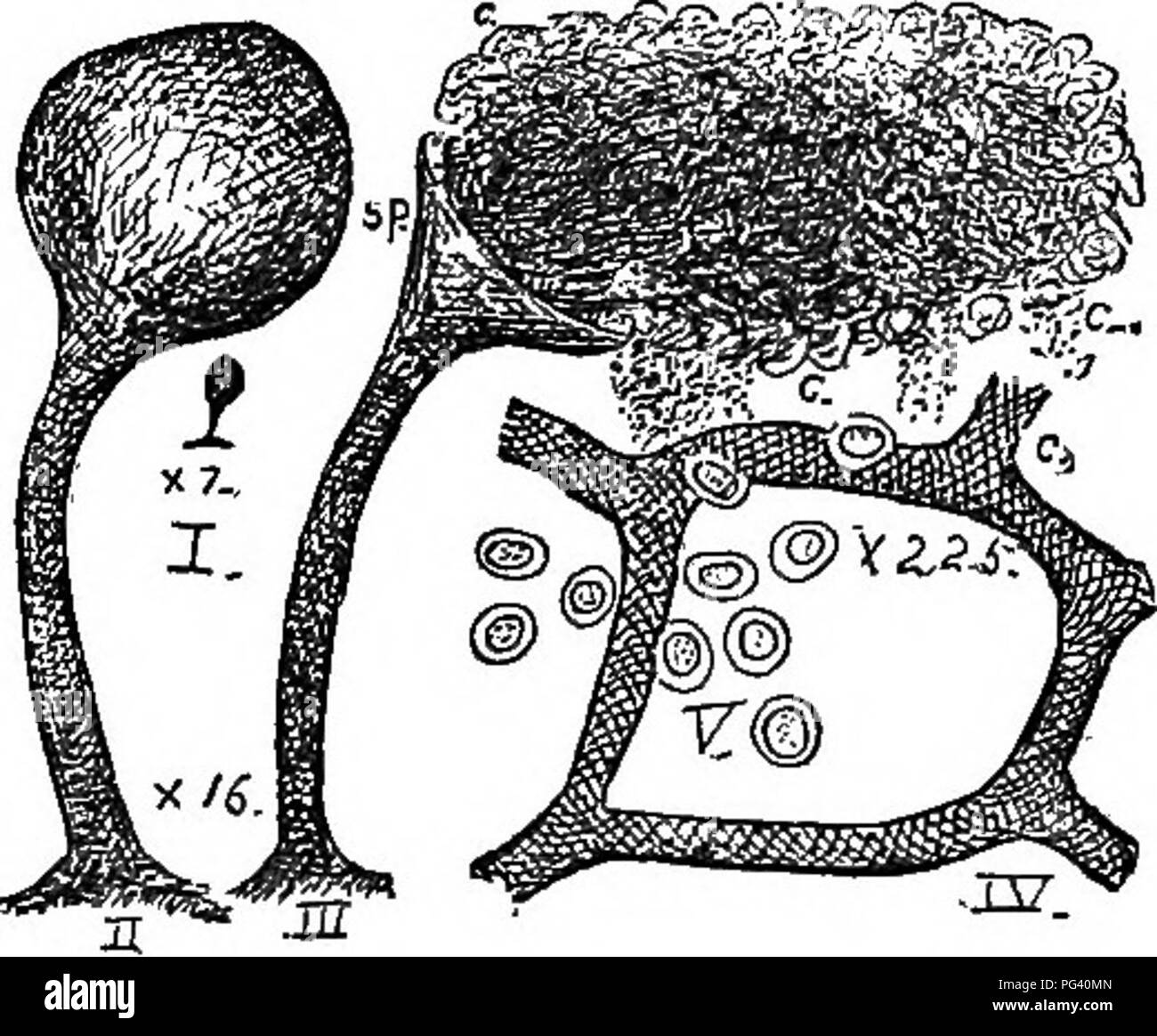 Questo manuale tratta argomenti essenziali in botanica, tra cui l'organografia, l'istologia, la fisiologia vegetale e la classificazione delle piante. Particolare attenzione è data ai Myxomycetes (muffe di melma), descrivendo il loro stadio plasmodium e la natura unica del loro sviluppo. Fornisce un quadro completo della struttura e del funzionamento delle piante, in particolare in relazione all'evoluzione delle piante e agli usi pratici. Foto Stock
