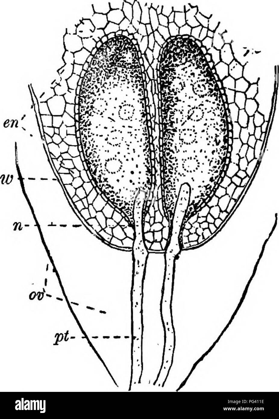 Questo testo botanico esplora i processi fondamentali della riproduzione vegetale, concentrandosi sulla struttura dei fiori ovulari, come i coni di pino. Spiega lo sviluppo di ovuli, sacche embrionali e tubi di polline, con illustrazioni del processo nelle specie di pino. Foto Stock