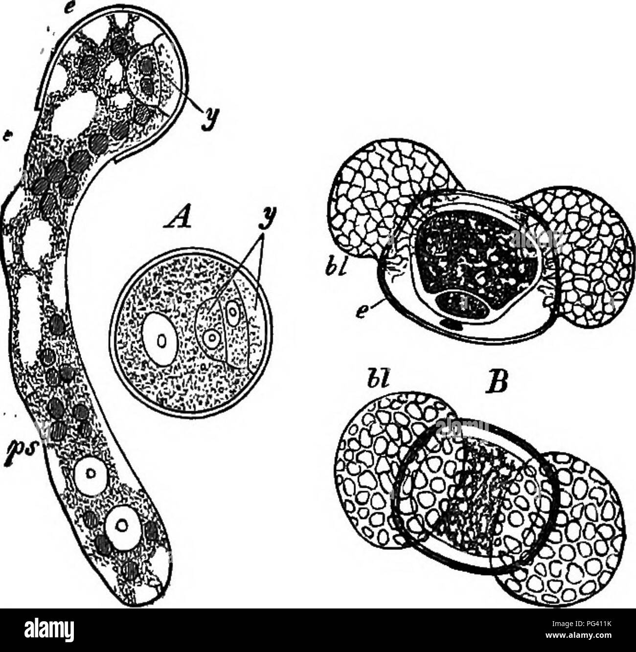 . Gli elementi essenziali della botanica. La botanica. Fig. 120.-un cluster di coni staminate o fiori. ^, di un pino (pinus sylves- tris), con una staccata stame. Dimensione naturale. B, che mostra i due il polline-sac. Notevolmente ingrandita. può essere compreso da un studio di quelle dei pini. Il polline di fiori di cuscinetto-staminate fiori, così come sono. Fig. 121.-Il polline-cellule di Glymnospenns. A di un .cycad; y, rudimentale di primo stadio (prothalimm), uno di polline cella di germinazione. B, polline-cellule di un Hne, viste laterale e dall'alto, vescica showmg-come allargamenti della cella esterna parete-bl- rudimentali prothallium è mostrato qui al Foto Stock