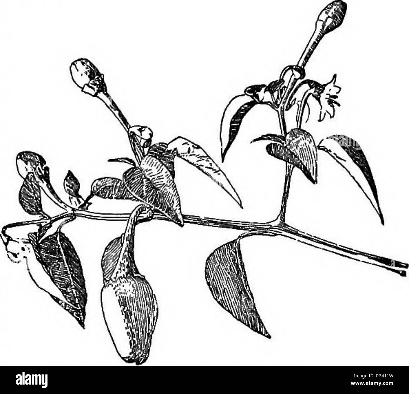 Questo volume della Cyclopedia of American Horticulture fornisce indicazioni sulla coltivazione e la cura di varie specie vegetali come il Capsicum annuum, una popolare varietà di pepe. Essa comprende descrizioni dettagliate dei tipi di piante e delle pratiche orticole. Foto Stock