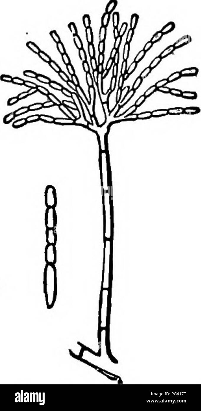 Questo riferimento botanico discute i funghi Cup e i loro alleati, in particolare sul comune fungo a forma di tazza che si trova nei boschi. Il fungo, spesso associato alla decomposizione della materia organica, produce spore-frutti che sono cruciali per la sua riproduzione. I filamenti del fungo traggono nutrimento da bastoncini e radici in decomposizione, sottolineandone il ruolo nel riciclaggio dei nutrienti. Foto Stock
