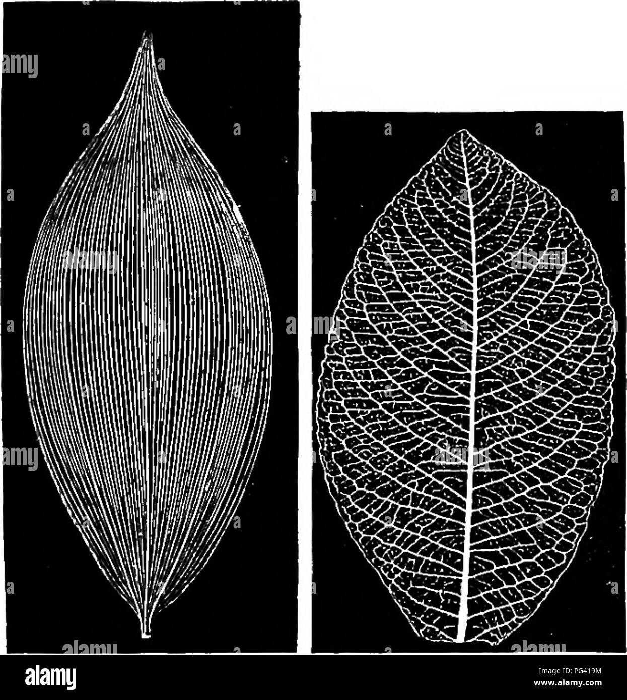 . La vita delle piante e impianto utilizza; un elementare textbook, una fondazione per lo studio dell'agricoltura, scienze domestiche o collegio botanica. La botanica. Caratteristiche esterne 205 dovrebbe essere notato che parallelamente venata di foglie possiedono net le vene inoltre; che è molto piccolo e nelle vene invisibili che si diramano dai principali sono quelli di questo personaggio. Gran parte della bellezza della singola lamina è dovuto alla sua venatura. A volte le vene hanno tutti la delicatezza e la simmetria del pizzo bello lavorare, come può essere visto da tenere- ing la foglia fino alla luce. Le grandi vene send off rami più piccoli e questi send off s Foto Stock