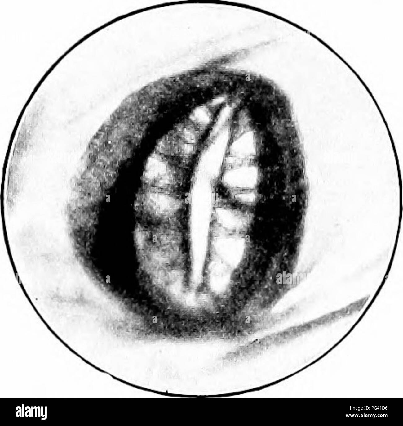 . Natura-studio; un manuale per gli insegnanti e per gli studenti. Lo studio della natura. Tipico IXSFXTS 187 chitina. È l'epidermide indurita dell'insetto. Di per- mit il cavaliere di insetto per spostare nel suo mantello di E-mail, è realizzato nelle sezioni unite da bande flessibili simile a raccordare mail di vecchi; e, come umani witli armor, così liere il punto vulnerabile è tra le piastre al meml flessibile^ranes. Questo è dove una vespa sarebbe inserire il suo pugnale. L'addome del grasshopper è diviso in dieci segmenti ad anello, che si combinano con i giunti flessibili. Su ciascun lato di un segmento è una buca piccola o il soffio- ing poro. Foto Stock