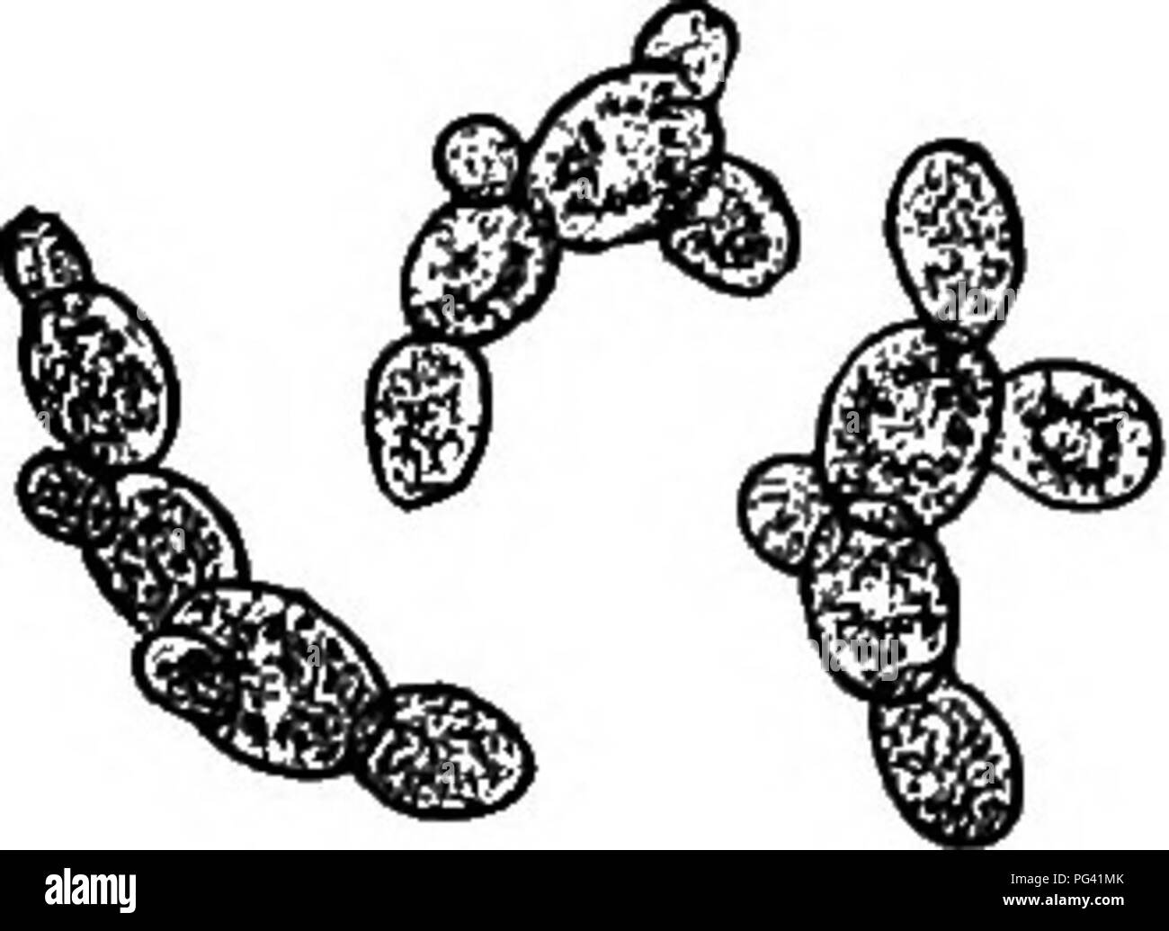 Questa illustrazione mostra due specie di lievito, ingrandite per rivelarne la struttura. La prima specie presenta numerose gemme ben definite, mentre la seconda mostra la varietà più comune. La dimensione media di una cellula di lievito è molto più piccola della maggior parte delle cellule vegetali, in genere meno di 1/10 di pollice di diametro, ma può variare considerevolmente. Foto Stock
