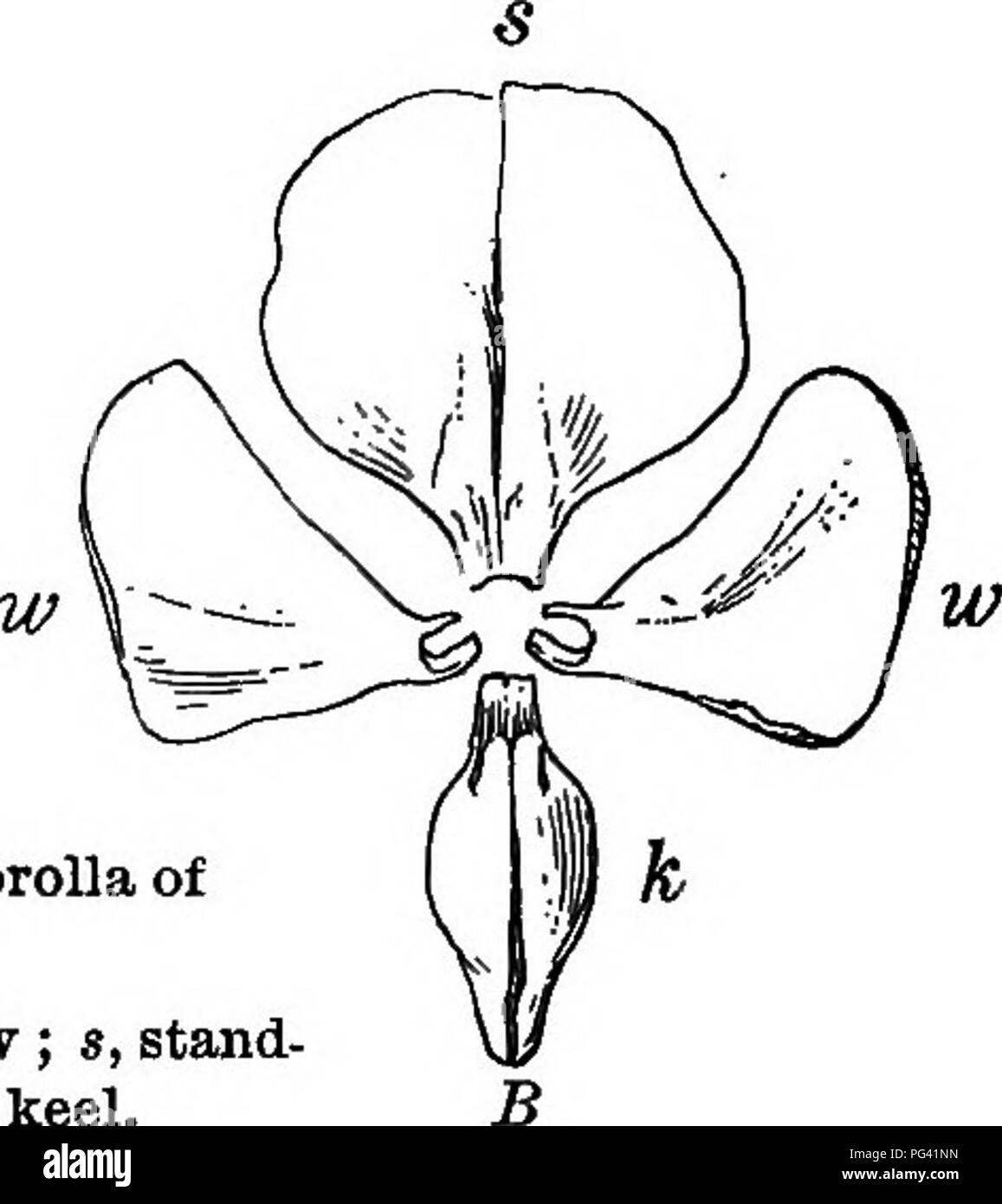 . Fondamenti di botanica. La botanica; Botanica. Fig. 141.-Corolla irregolare, di pisello dolce. Un, vista laterale; B, vista frontale ; s, stand, ard ; w w, ali; h, Iseel.. la Lotus e la magnolia il recipiente è di grandi dimensioni, soprattutto dopo i petali caduti e il seme ha maturato. Il ricettacolo delle rose (Fig. 142) è cava e la pistUs derivano dalla sua superficie interna. 211. Imperfetta o separati fiori. - Gli stami e i pistilli può essere prodotta nel separare i fiori che sono naturalmente imperfette. Questo termine non implica che tali fiori fanno il loro lavoro in modo meno perfettamente rispetto ad altri, Foto Stock