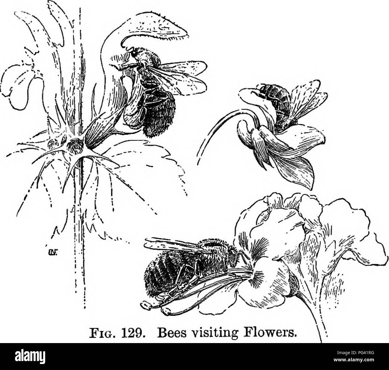 . Essentials di botanica. La botanica; Botanica. Ecologia di fiori; impollinazione 173 206. Protezione di polline da visitatori indesiderati di solito è desiderabile per il fiore per impedire l'ingresso di piccoli insetti striscianti quali formiche, che portano poco polline e mangiare una quantità relativamente grande di esso. I mezzi adottati per garantire tale risultato sono molti e curioso. In alcuni impianti, come il common catchfly, vi è un appiccicoso. Maiale. 129. Le api visitano i fiori. A sinistra, un bombo sul fiore di morti ortica; al di sotto di un simile bee nel fiore dell'ippocastano; sopra, un, miele-bee nel flowe Foto Stock . Essentials di botanica. La botanica; Botanica. Ecologia di fiori; impollinazione 173 206. Protezione di polline da visitatori indesiderati di solito è desiderabile per il fiore per impedire l'ingresso di piccoli insetti striscianti quali formiche, che portano poco polline e mangiare una quantità relativamente grande di esso. I mezzi adottati per garantire tale risultato sono molti e curioso. In alcuni impianti, come il common catchfly, vi è un appiccicoso. Maiale. 129. Le api visitano i fiori. A sinistra, un bombo sul fiore di morti ortica; al di sotto di un simile bee nel fiore dell'ippocastano; sopra, un, miele-bee nel flowe Foto Stock