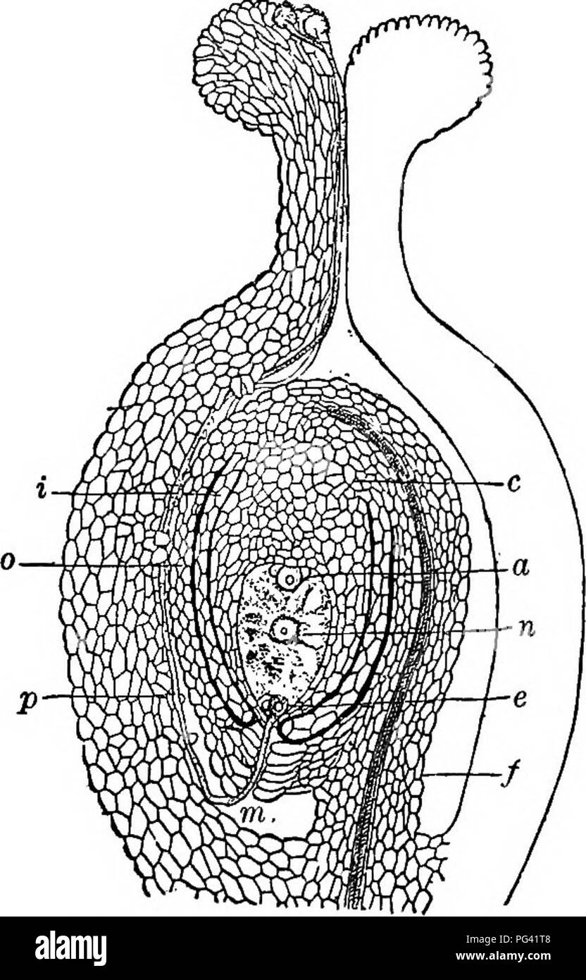 . Essentials di botanica. La botanica; Botanica. 166 Essentials di botanica ovulo m, in Fig. 124, raggiunge una delle celle indicato in e, e trasferisce un nucleo di sperma. Fig. 124. Rappresentazione schematica della fecondazione di un ovulo. i, rivestimento interno di ovulo; u, rivestimento esterno di ovulo; p, tubo di polline, procedendo da uno dei grani poMeu sullo stimma; c, il luogo in cui i due strati di mescola ovulo (il tipo di ovulo qui mostrato è invertita e la sua apertura essendo m sul fondo, e la levetta/aderente lungo un lato dell'ovulo); da a ad e e sacco embrionale, piena di protoplasma; una, cosiddette celle antipodale Foto Stock