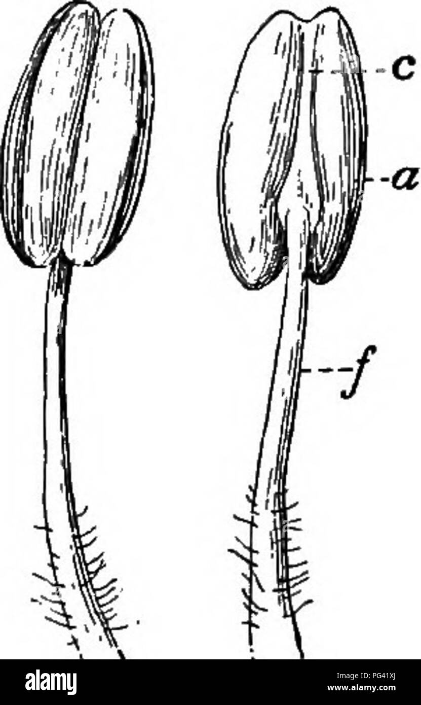 . Essentials di botanica. La botanica; Botanica. Il fiore del seme superiore-PIANTE 153. veramente o apparentemente più o meno uniti gli uni agli altri. In Fig. 109 Il stami sono sorti separatamente, ma finalmente diventare unite insieme dalla loro antere (come è sempre il caso nella famiglia Compositce). In altri casi gli stami appaiono uniti quando essi non sono veramente così perché essi sono sostenuti su un anello o tubo di tessuto, come già spiegato in connessione con la cade (sez. 180). Senza riguardo a se l' unione è reale o apparente, stami che si verificano in un unico gruppo (i filamenti appaiono- ing joi Foto Stock