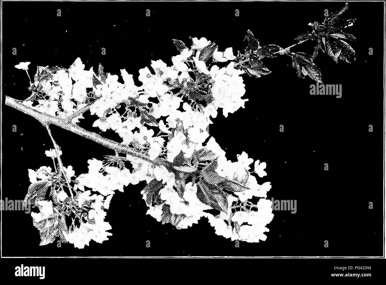 . Lo studio della natura e della vita. Lo studio della natura. l62 per lo studio della natura e della vita da un germoglio di crescita; per se hanno impostato un frutto bud o un innesto sperone di frutta al posto di un albero che potrà ottenere ma un singolo frutto. In qualsiasi momento dopo la lascia cadere questo studio di germogli può essere iniziato, ma dovrebbe preferibilmente essere rimandato fino al tardo inverno - febbraio o marzo. Se il cuscinetto di rami di entrambi i tipi di gemme - di apple, ciliegia, pera, pesca e susina. Fig. 62. La ciliegia ramoscelli Tht storia come tuld dai boccioli tlie stesse - essere quindi impostato in un vaso in una finestra in auletta scuola, essi inizierà presto a gonfiarsi. Boccioli di frutta sono morbidi e breve, Foto Stock