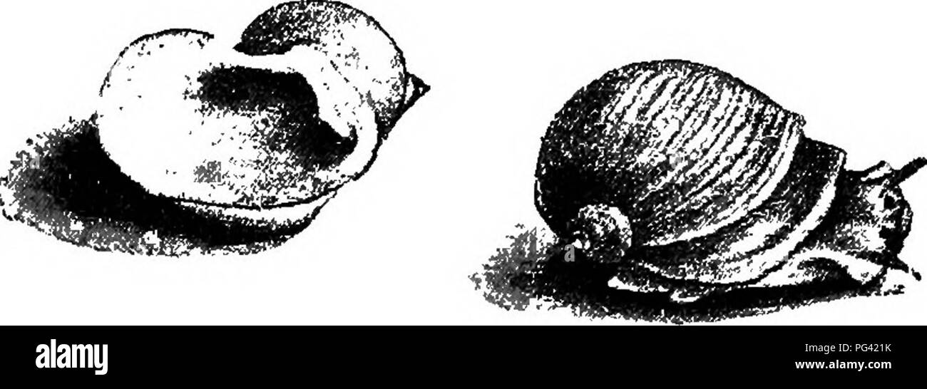 . Di fresco-acqua aquaria: la loro costruzione, la disposizione e la gestione, con informazioni complete per quanto riguarda l'acqua migliore-impianti e scorte vive per essere mantenuto come e dove ottenere loro e su come mantenerle in salute. Acquari. Fig. 112. LIMN.EA STAGNALIS. Il Lirrmcea stagnalis (Fig. 112), o ear-sagomato in corrispondenza della apertura, come Limncea auricularia (Fig. 113). 2. Alcune lumache' gusci sono tanto quanto IJin. in lunghezza, mentre quelle di altri sono piccolo come un grande perno di testa.. Fig. 113. LlMN^A AURICULARIA. 3. Alcune lumache sono in grado di chiudere l'apertura del loro gusci con un opercolo, e altri durante un en Foto Stock