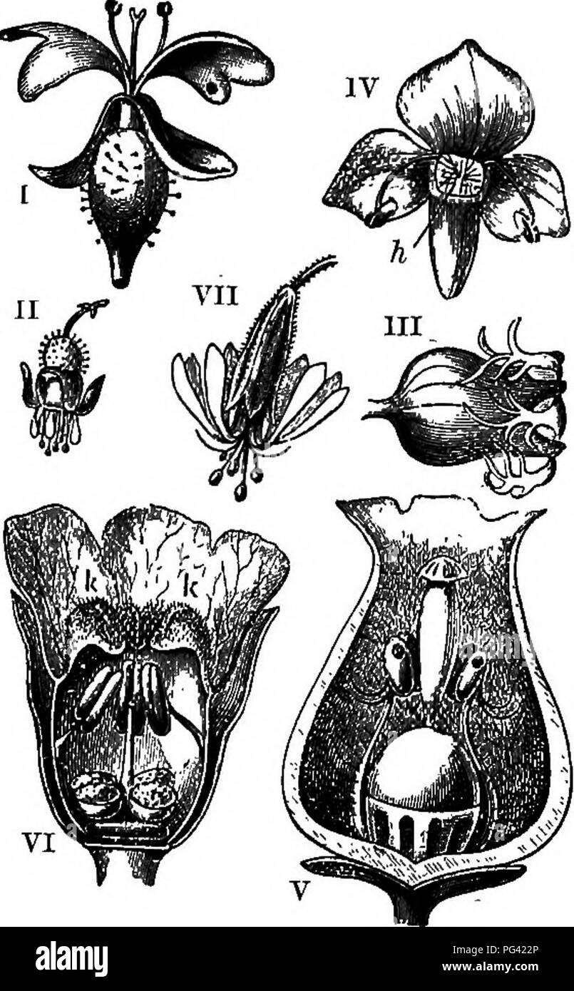 . Elementi di botanica. La botanica; Botanica. Elementi 166 OP botanica. 205. Protezione di polline da visitatori indesiderati. -Di solito è desiderabile per il fiore per impedire l'ingresso di piccoli insetti striscianti quali formiche, che portano poco polline e mangiare una quantità relativamente grande di esso. I mezzi adottati per garantire tale risultato sono molti e curioso. In alcuni impianti, come il com- mon catchfly, vi è un anello di appiccicosi attorno al peduncolo, ad una certa distanza al di sotto dei fiori, e questo costituisce una efficace bar- rier contro le formiche e come gli insetti. Molto spesso il calice-tubo è ricoperta di peli che sono così Foto Stock