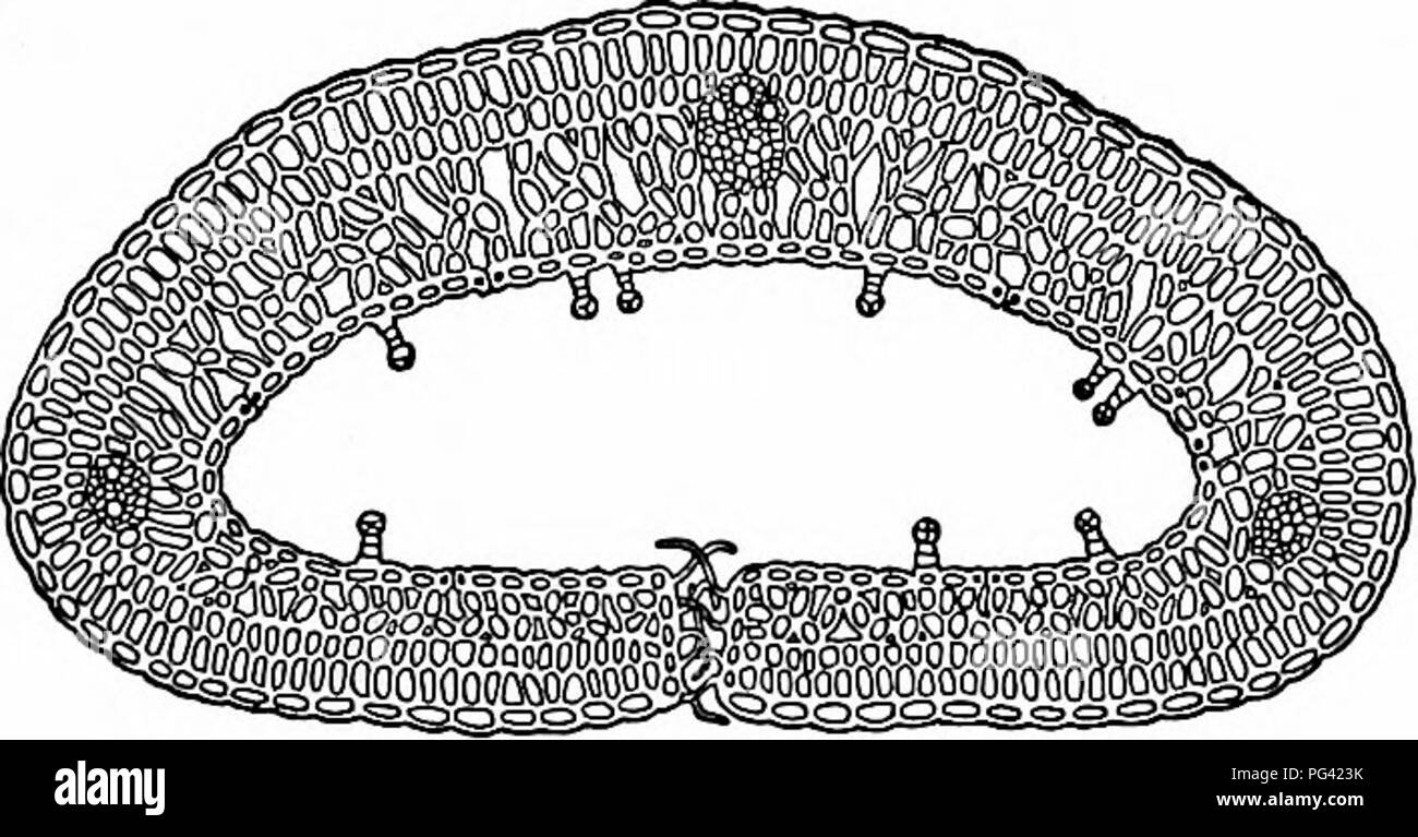 . Essentials di botanica. La botanica; Botanica. Fig. 81. Melon-Cactus.. Fig. 82. Sezione trasversale della foglia Rolled-Up di Crow-Berry (Empetrum jiigrum). (Ingrandita). Si prega di notare che queste immagini vengono estratte dalla pagina sottoposta a scansione di immagini che possono essere state migliorate digitalmente per la leggibilità - Colorazione e aspetto di queste illustrazioni potrebbero non perfettamente assomigliano al lavoro originale. Bergen, Giuseppe Y. (Giuseppe giovani), 1851-1917. Boston, Ginn Foto Stock