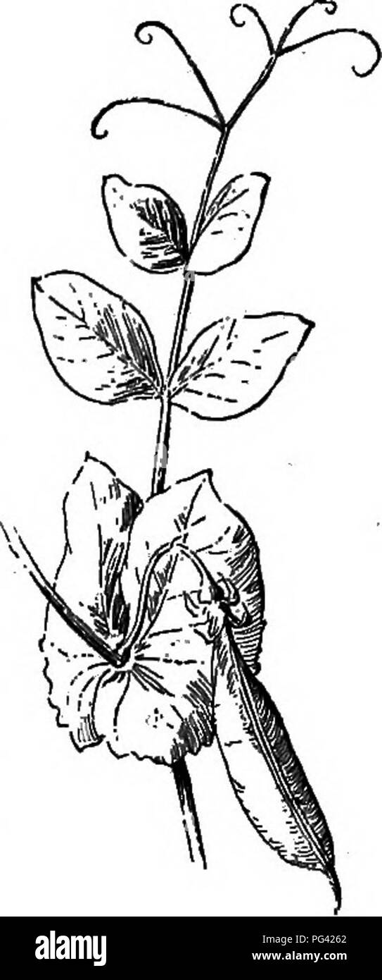 . Essentials di botanica. La botanica; Botanica. Fig. 68. Pinnately com- Libbra foglia di locusta, con dorsi per Stipules.. nately quelli venato). sono mostrati nelle Figg. 61 e 62. In ancora altre foglie, noto come com- Libbra foglie, il picciolo, come mostrato in Fig. 67 {palmately composto), o il controfiletto, come mostrato in Fig. 68 [pinnately composto), orsi che cosa guardare per essere separati Fig. 69. Composto Pinnately foglia di pisello. Un viticcio prende il posto di un lembo terminale.. Si prega di notare che queste immagini vengono estratte dalla pagina sottoposta a scansione di immagini che possono essere state migliorate digitalmente per la leggibilità - Colorazione e aspetto Foto Stock